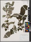 Foto von Salix caprea L.